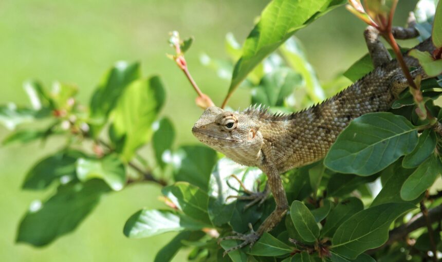 Top Eco-Tourism Destinations in Sri Lanka