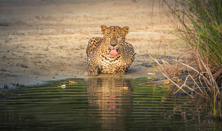 12-Day Sri Lanka Wildlife Explorer Tour