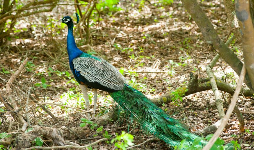 “Green Paradise: Your Ultimate Guide to Eco-Tourism in Sri Lanka”