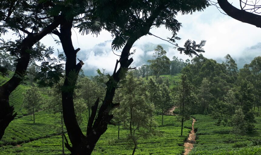 Misty Highlands: Tea Plantations and Mountain Retreats
