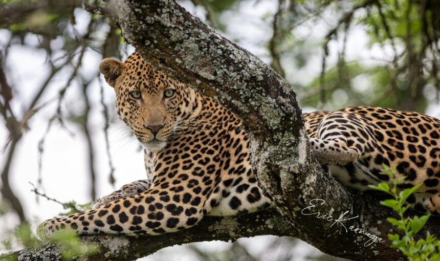 Wildlife Encounters: Luxury Safari Tours in Sri Lanka